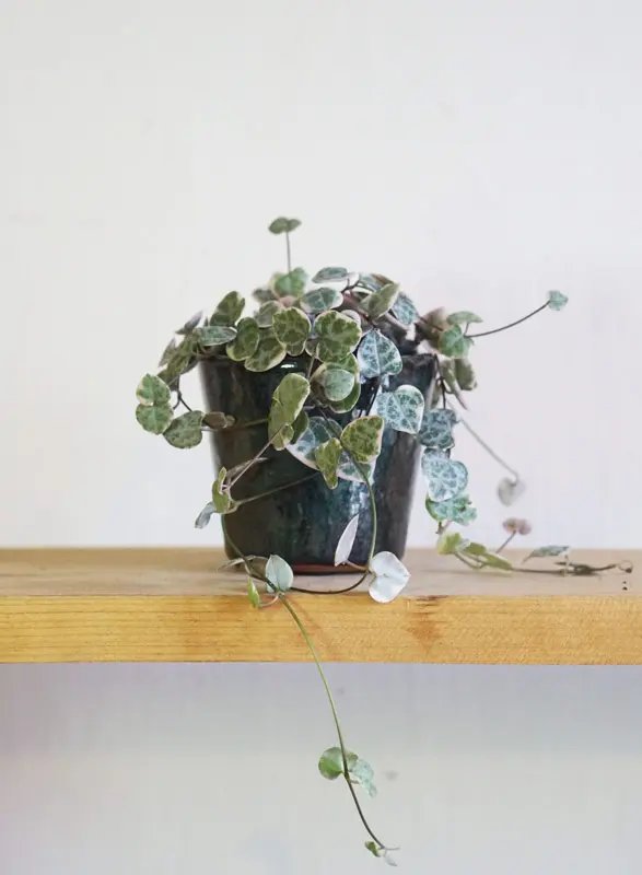 Baby Ceropegia Woodii Marlies 'Variegata'