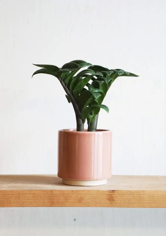 Baby Zamioculcas Zenzi