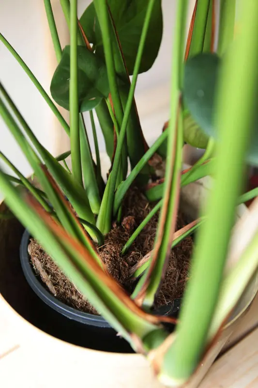 Monstera Deliciosa prava (Len osobne)