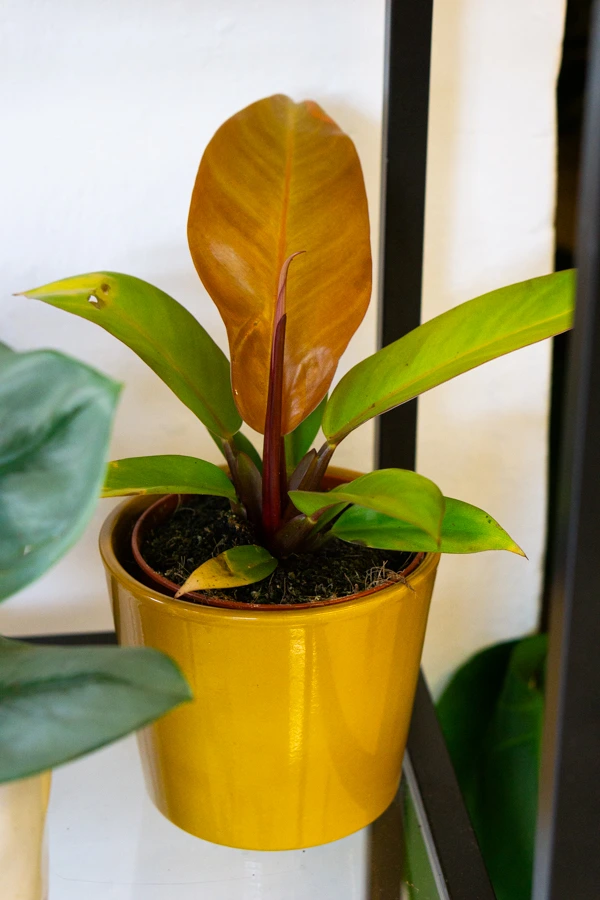 Philodendron Red Sun