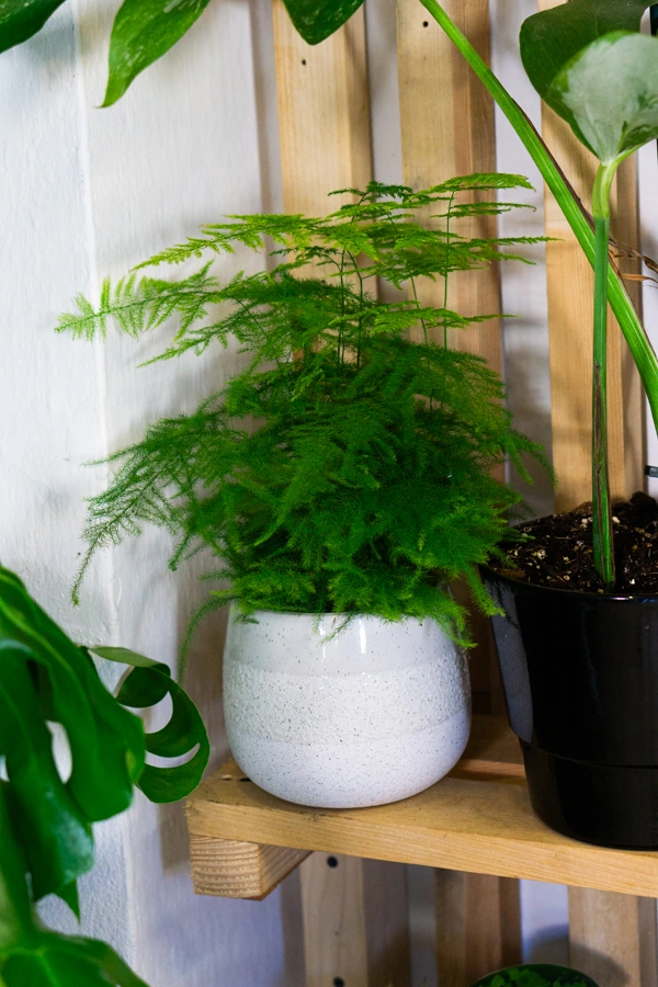 Asparagus Setaceus Plumosus