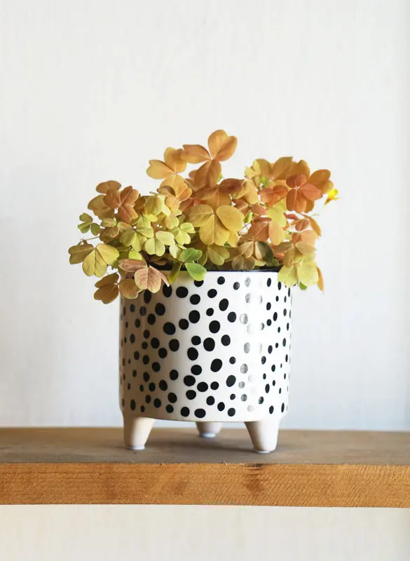 Oxalis spiralis vulcanicola "Sunset velvet"