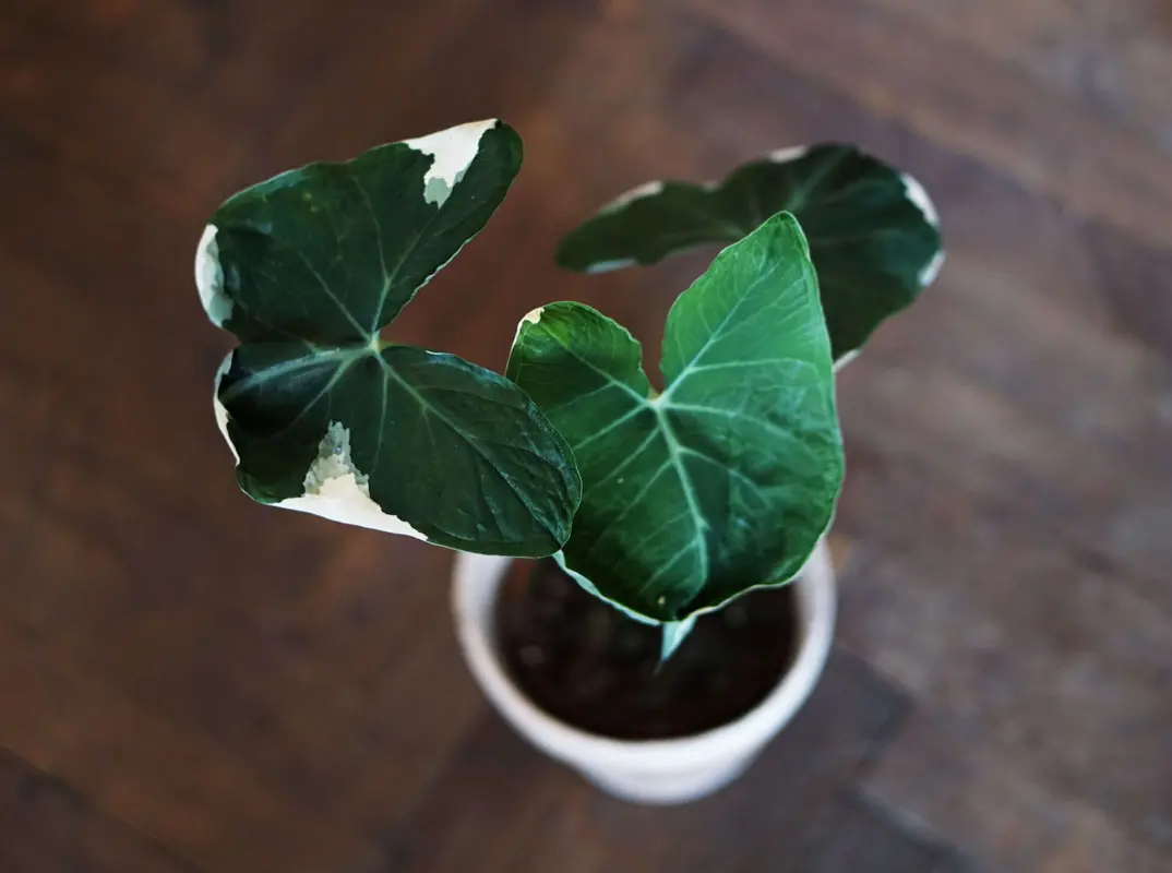 Alocasia Mickey Mouse / Xanthosoma variegata (Zachran ma)