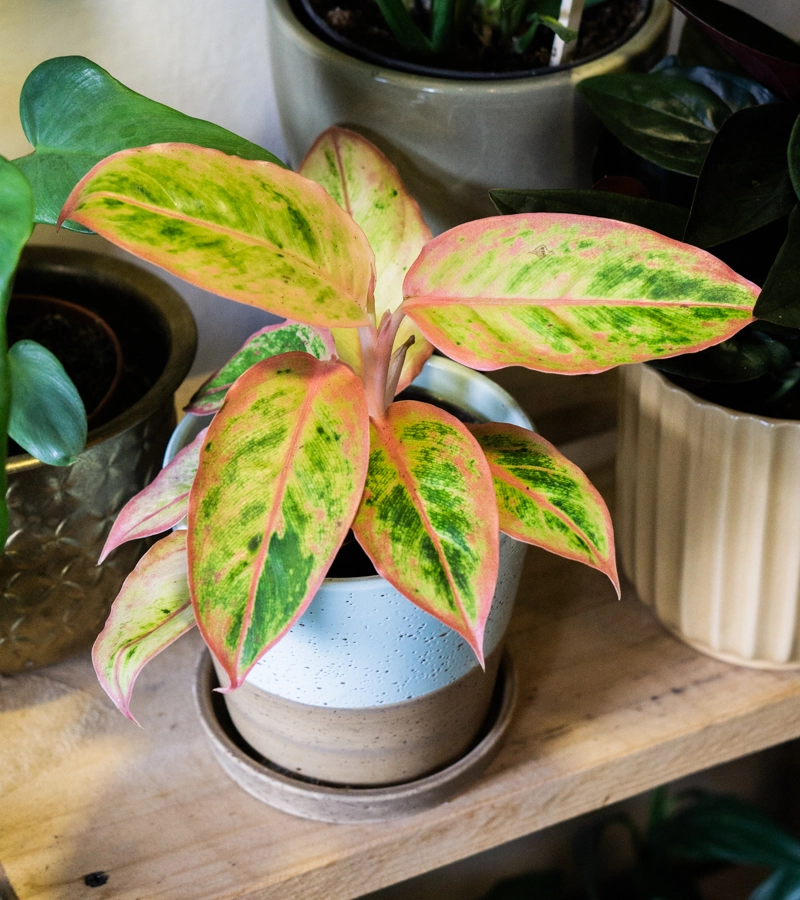 Aglaonema Salmon fantasy