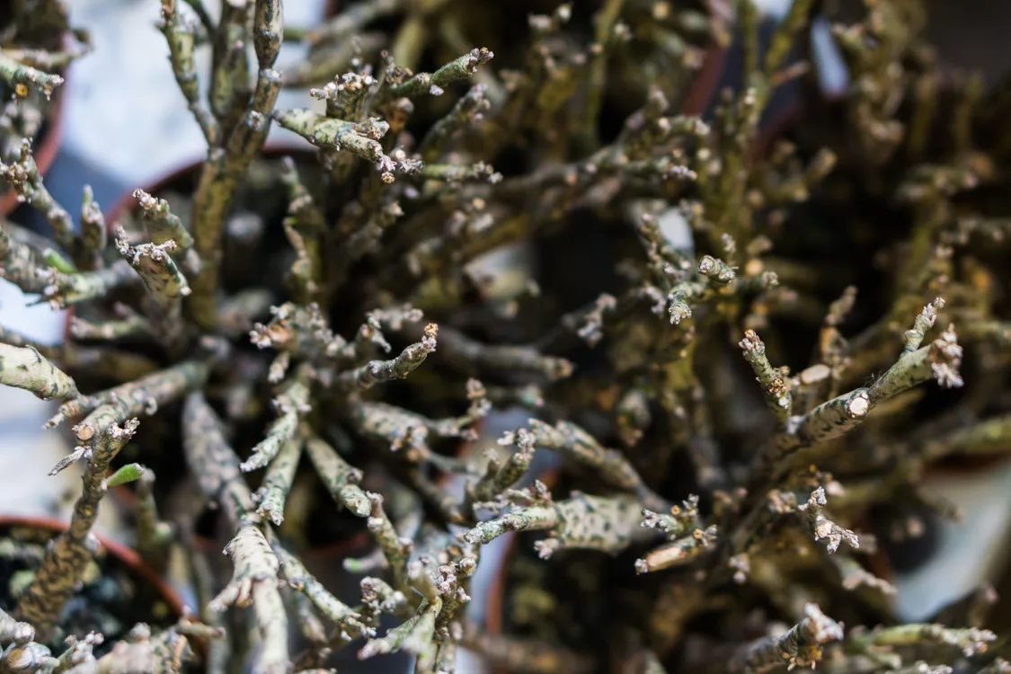 Euphorbia platyclada (Dead Plant)