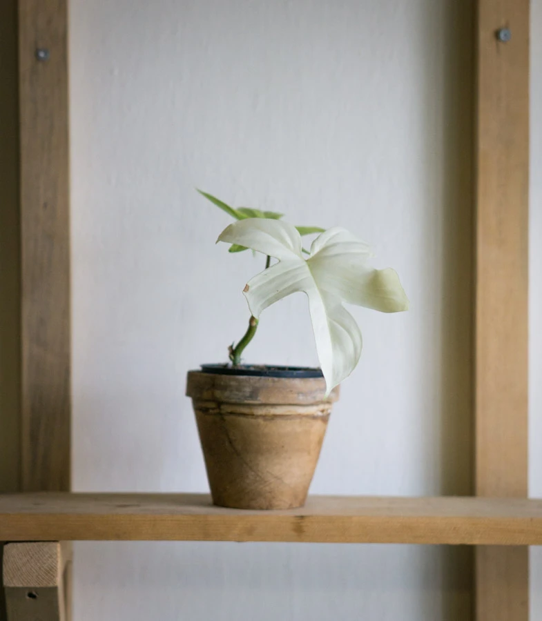 Philodendron Florida Ghost