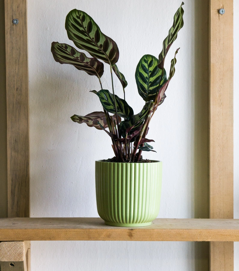 Keramicky kvetinac Waikiki