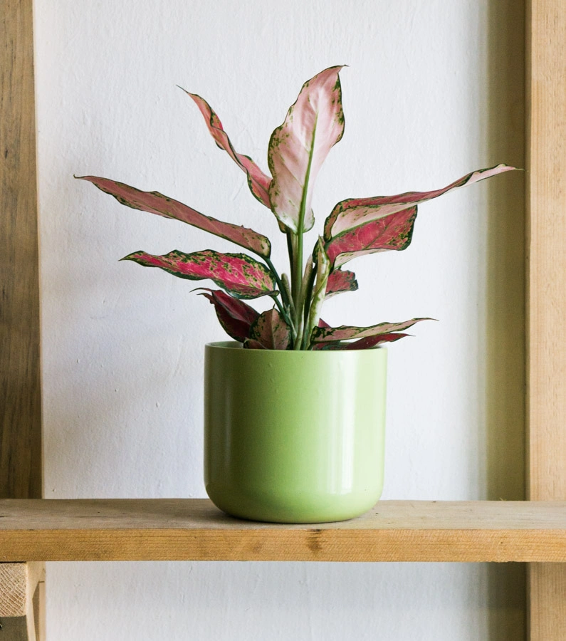 Keramicky kvetinac Tahiti