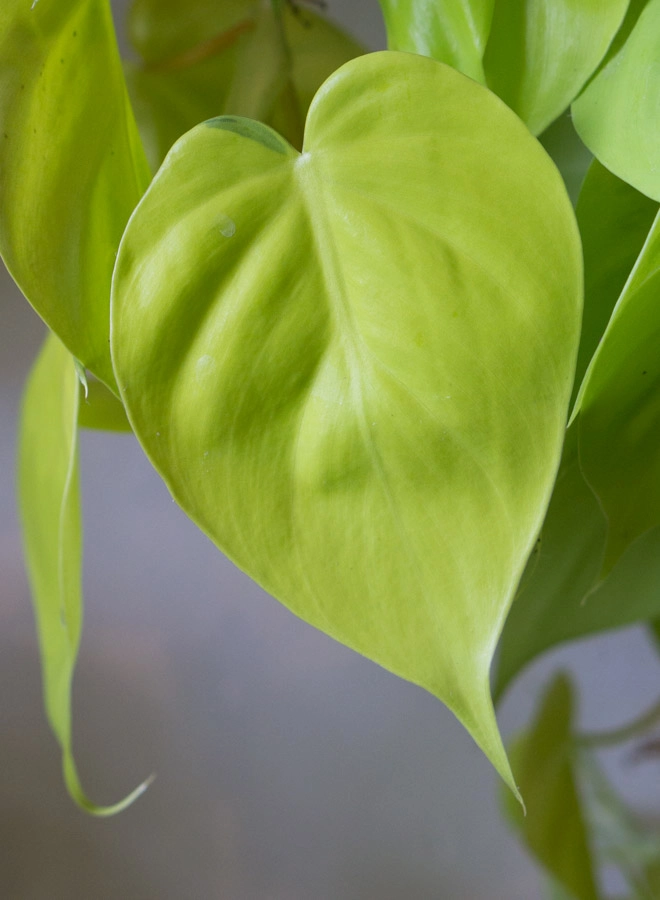 Philodendron Micans Lemon lime XXL