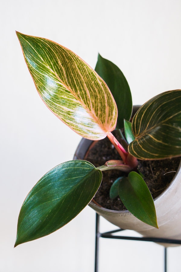 Philodendron Pink Bikini / Birkin EXTRA PINK