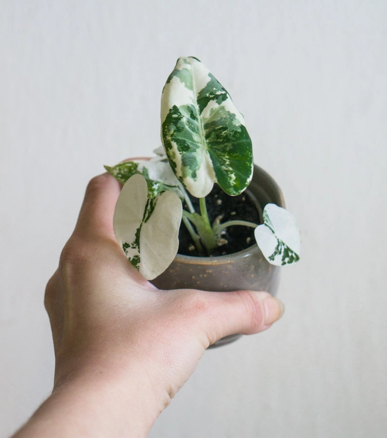 Baby Alocasia Micholitziana Frydek (Zachran ma) variegata (silna fullmoon variegacia)