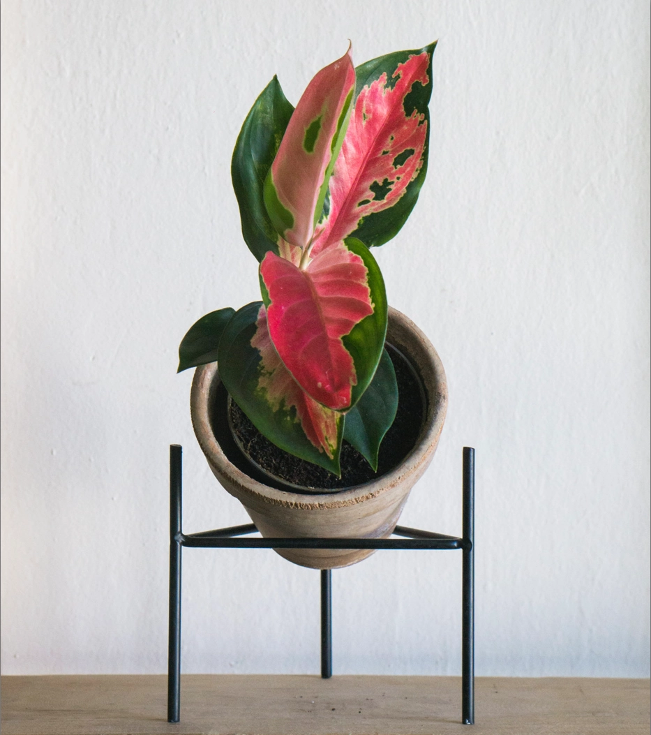 Aglaonema Cherry Baby