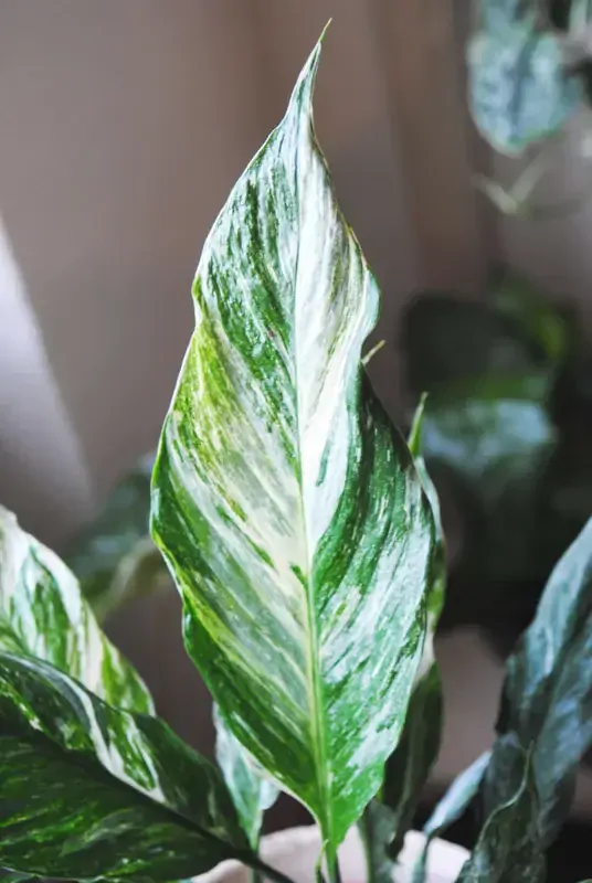 Spathiphyllum 'Domino' Variegata /Diamond