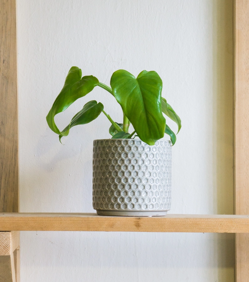 Philodendron Bipennifolium "Golden Violin"