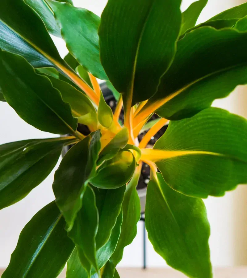 Chlorophytum orchidastrum Green Orange