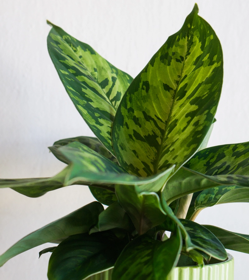 Homalomena Camouflage (Zachran ma)