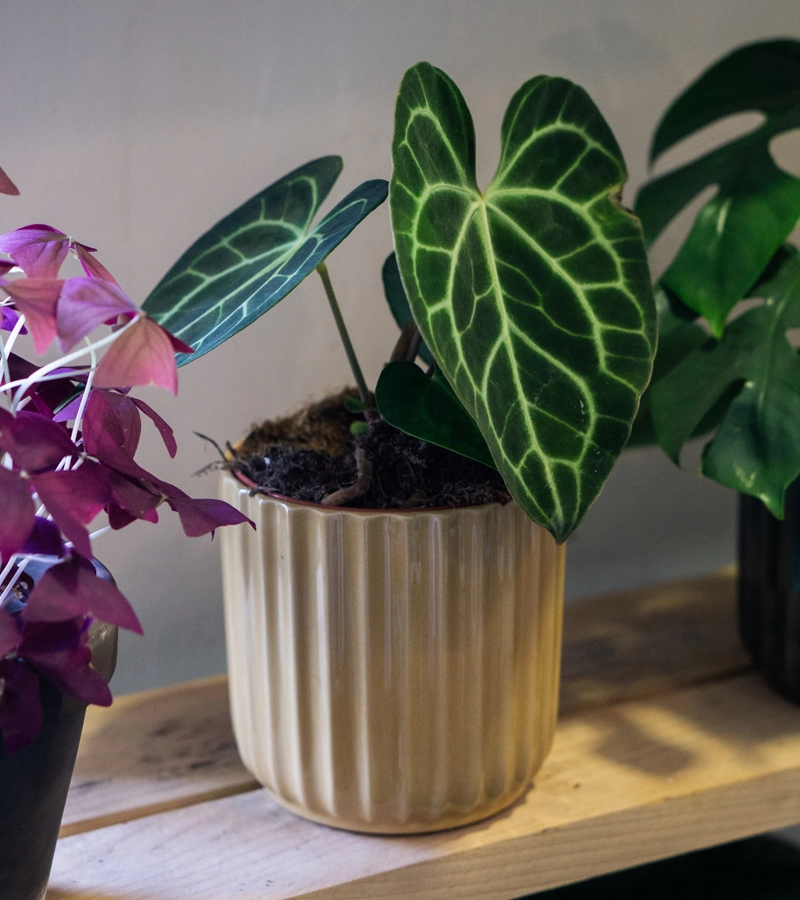 Anthurium Clarinervium (Zachran ma)