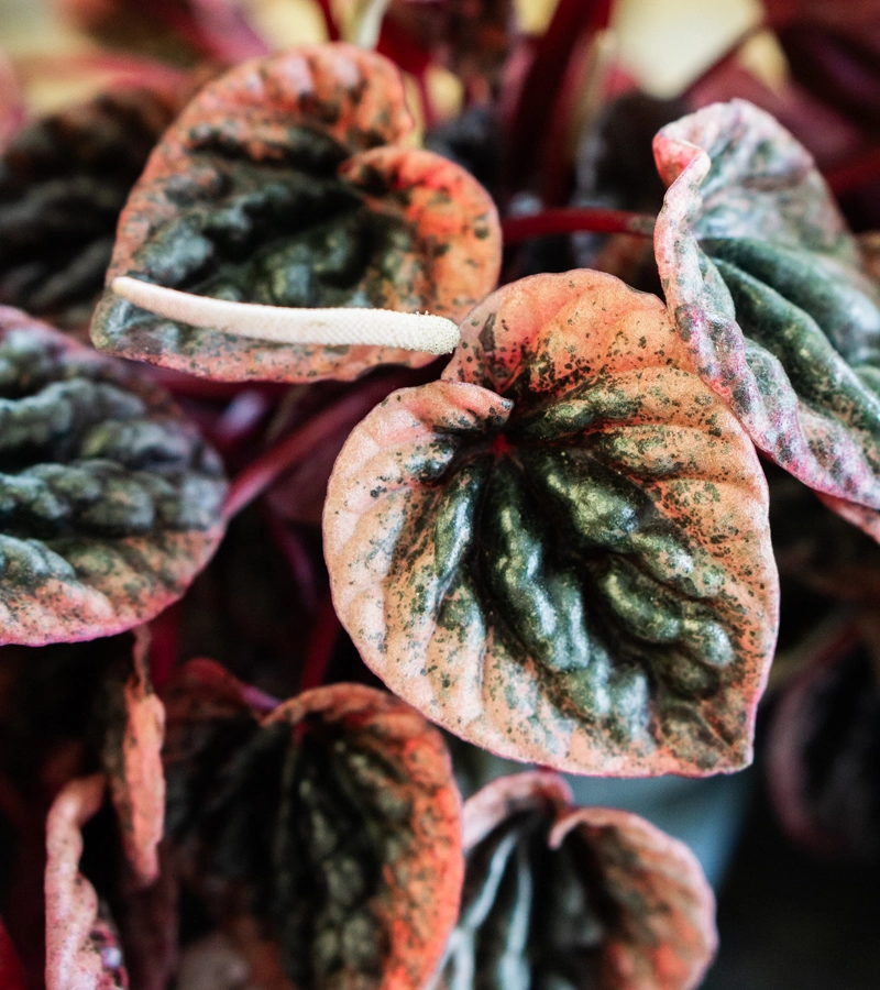 Peperomia abricos (Zachran ma)