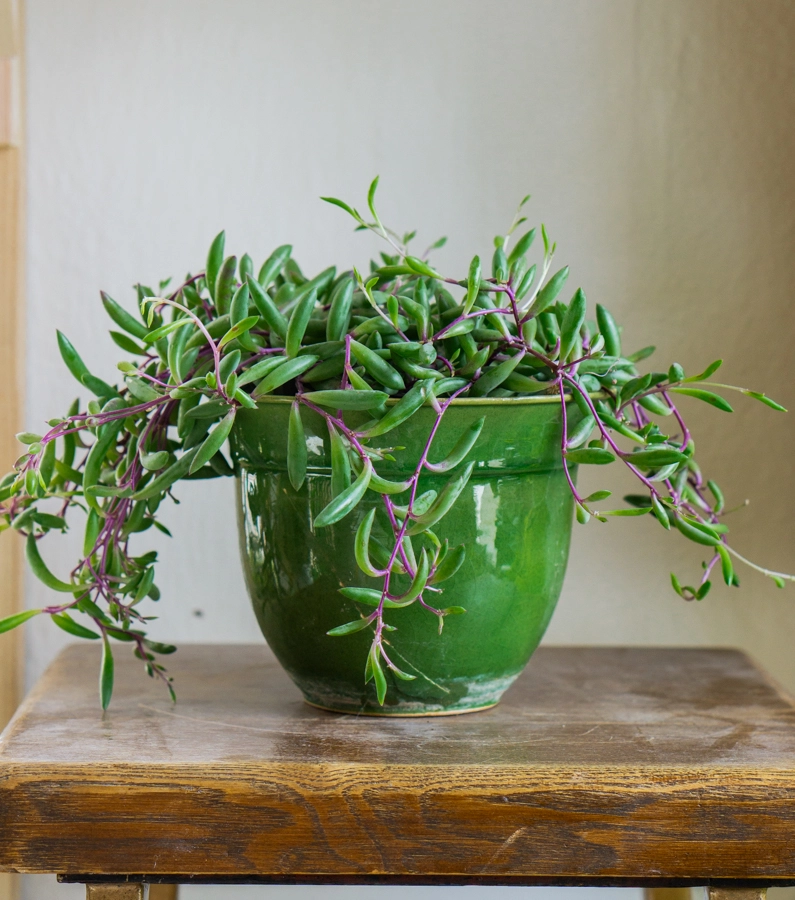Senecio herreianus Purple Flush