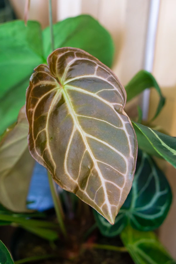 Anthurium Crystallinum Hybrid XL (bomby)