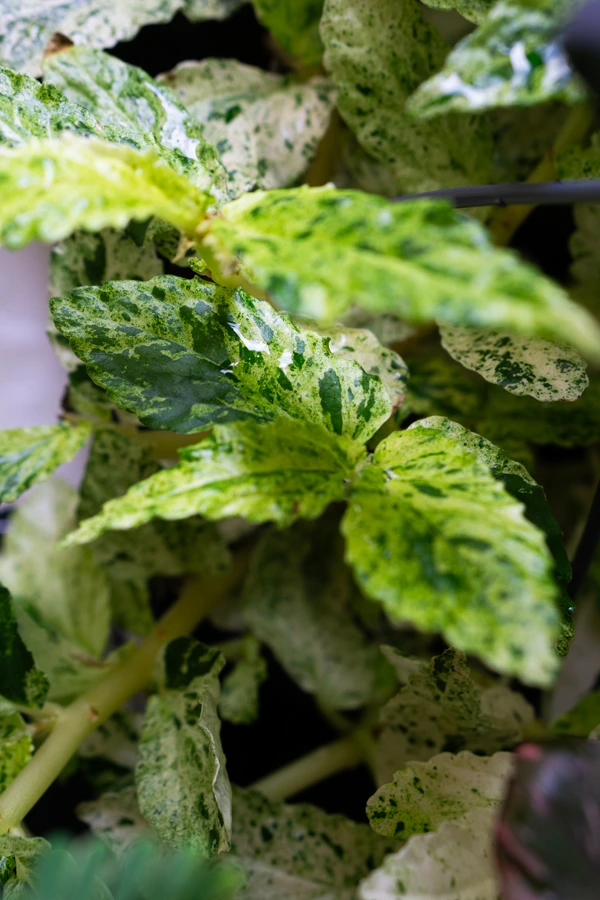 Pellionia repens variegata / Procris repens 