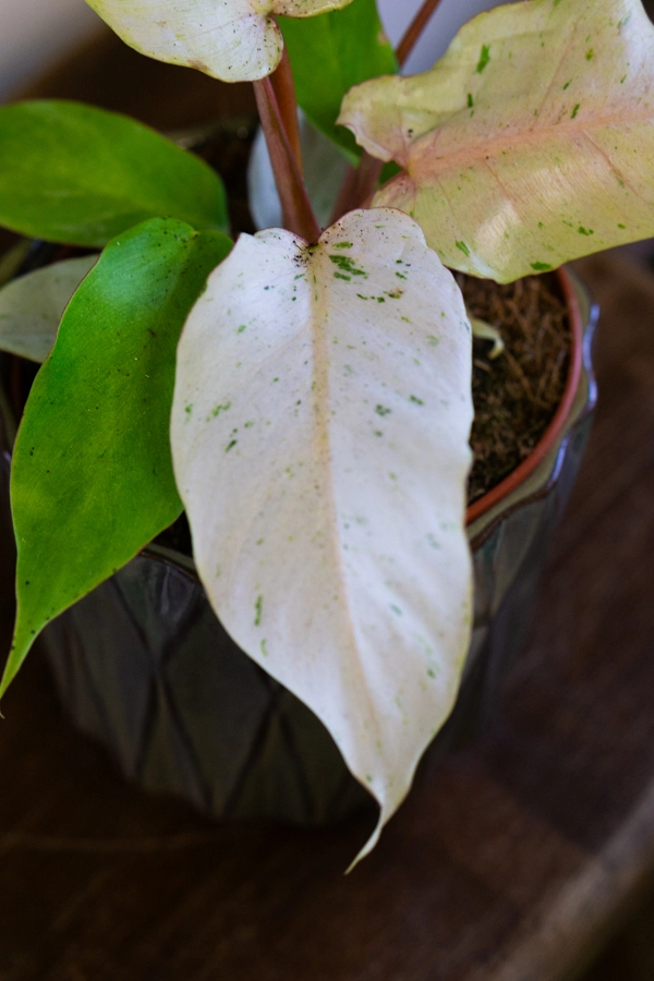 Baby Philodendron Snowdrift