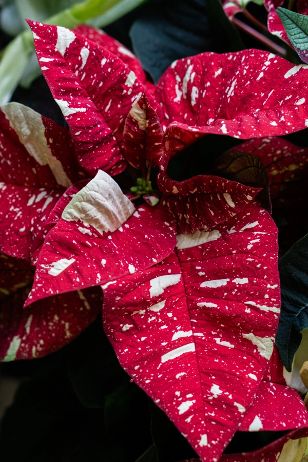 Vianocna ruza/ Poinsettia variegata