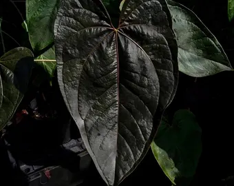 Baby Anthurium Queen of Hearts