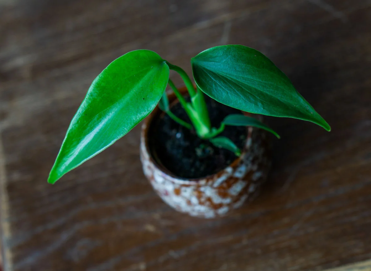 ?? Baby Monstera Burle marx flame ??