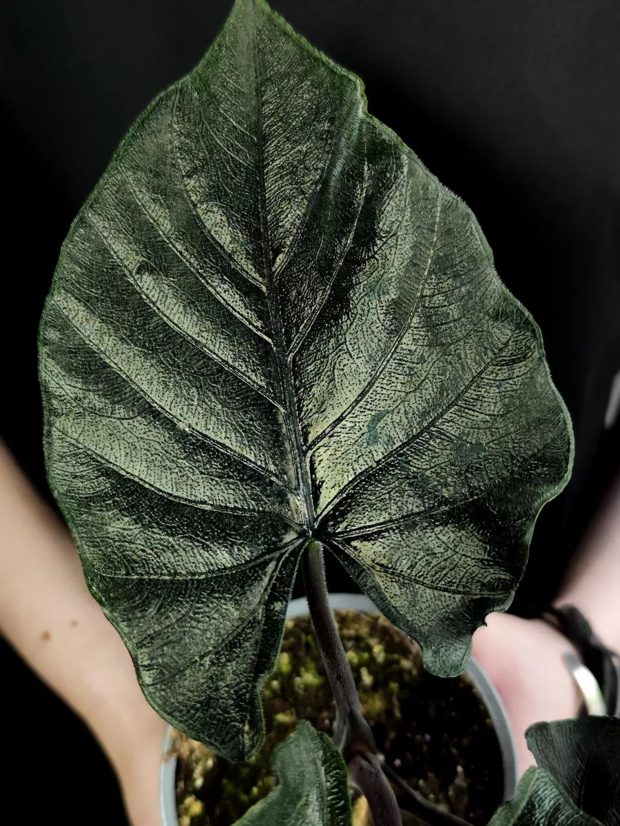 Baby Alocasia Antoro velvet
