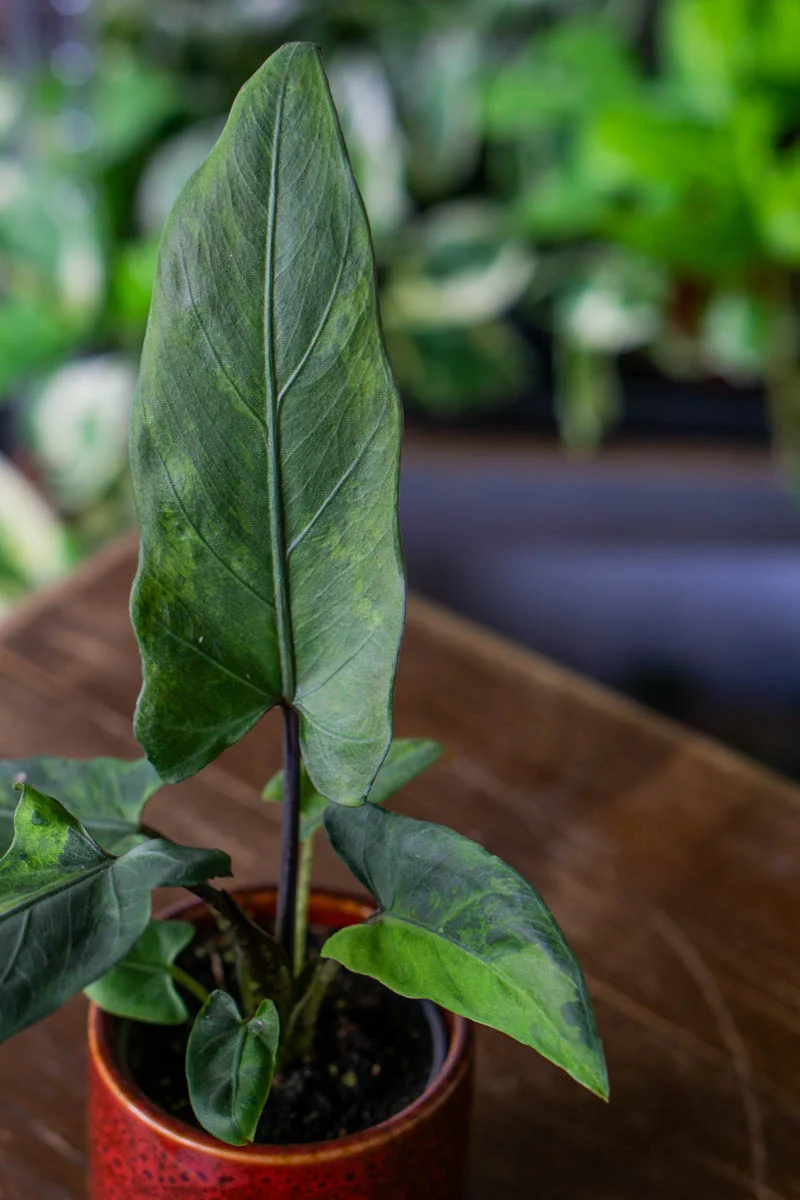 Baby Alocasia Lauterbachiana variegata (Zachran ma)