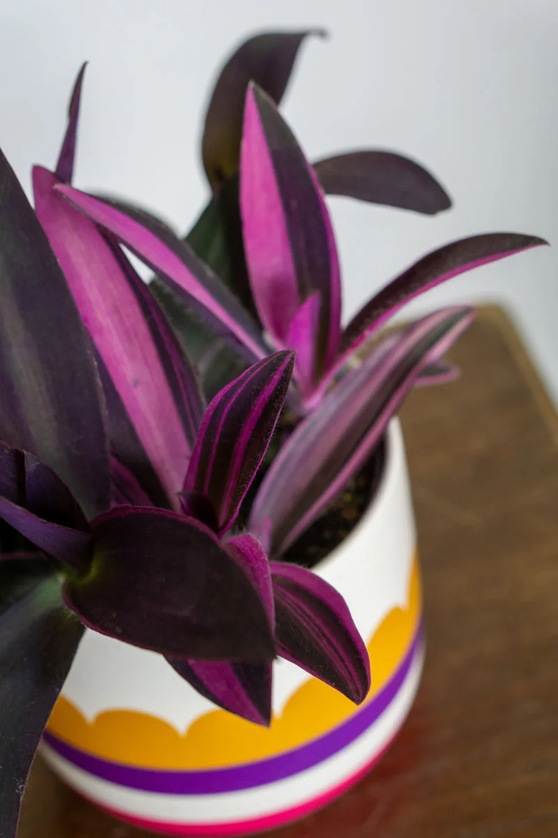 Tradescantia Purple Queen / Pallida (Sitara Pink)