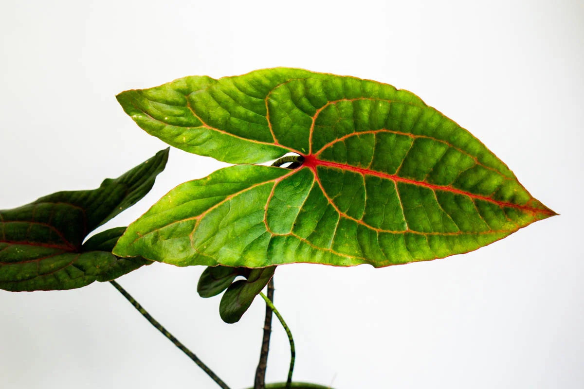 Alocasia Cyrtosperma Jhonstonii Black Jack (Zachran ma)