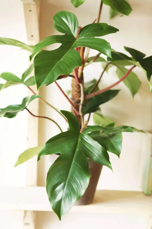 Philodendron Squamiferum