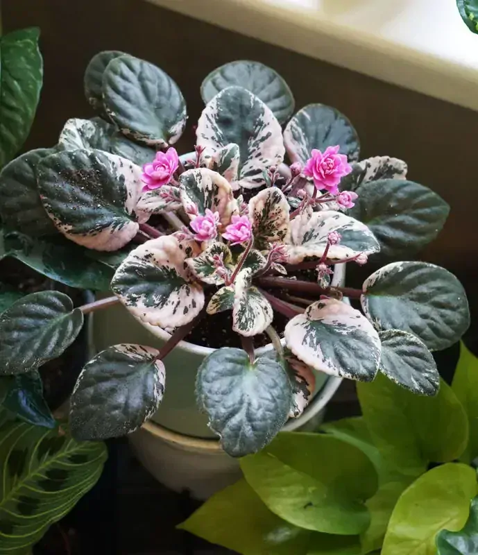 Saintpaulia Hovariagata variegata - exclusive / Panasovana africka fialka