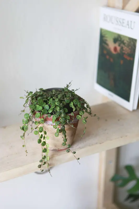 Peperomia Prostrata (Zachran ma)