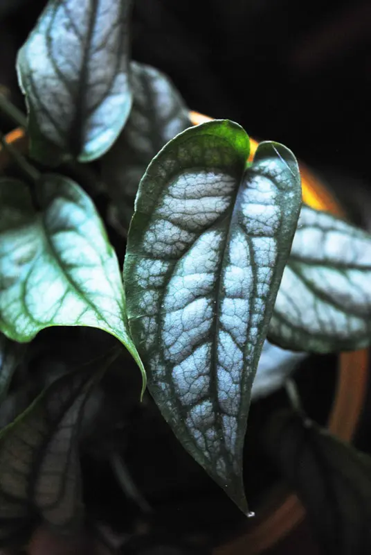 Monstera Siltepecana