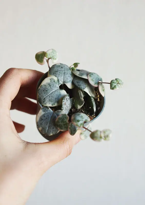 Baby Ceropegia Woodii Marlies 'Variegata'