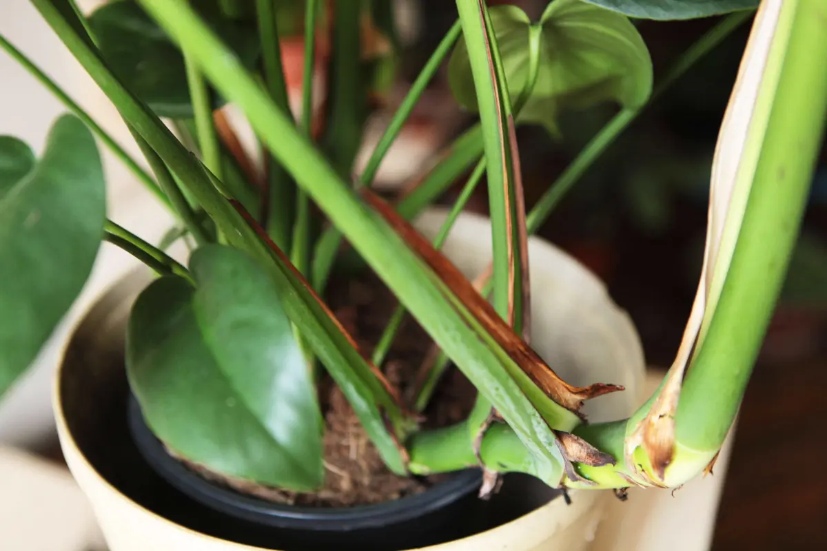 Monstera Deliciosa prava (Len osobne)