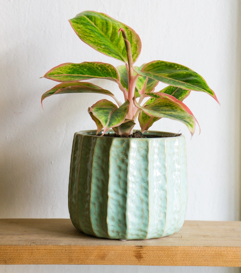 Aglaonema Salmon fantasy