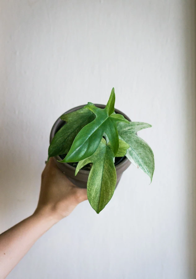 Philodendron Florida Ghost