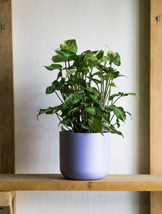 Keramicky kvetinac Tahiti