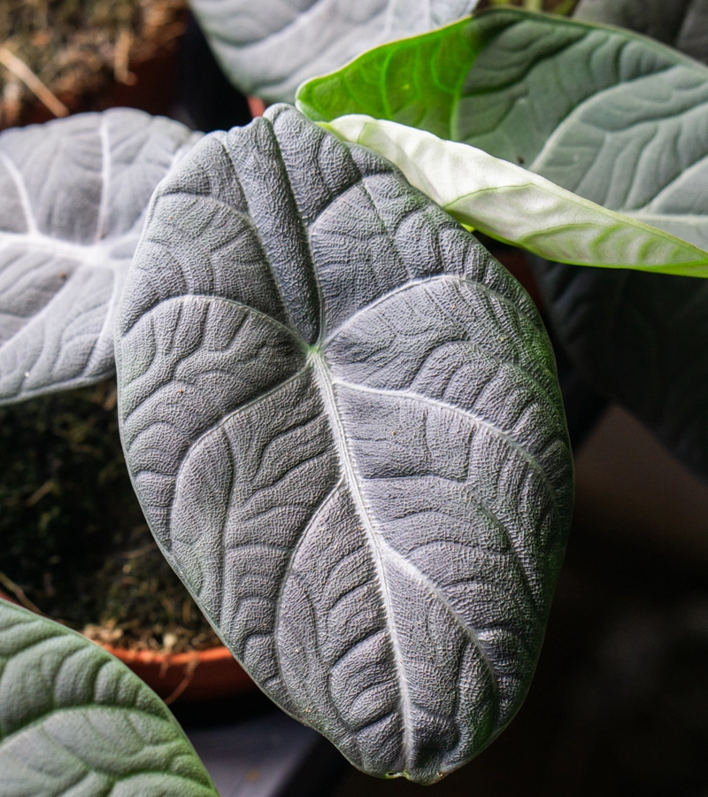 Alocasia Maharani SPECIAL