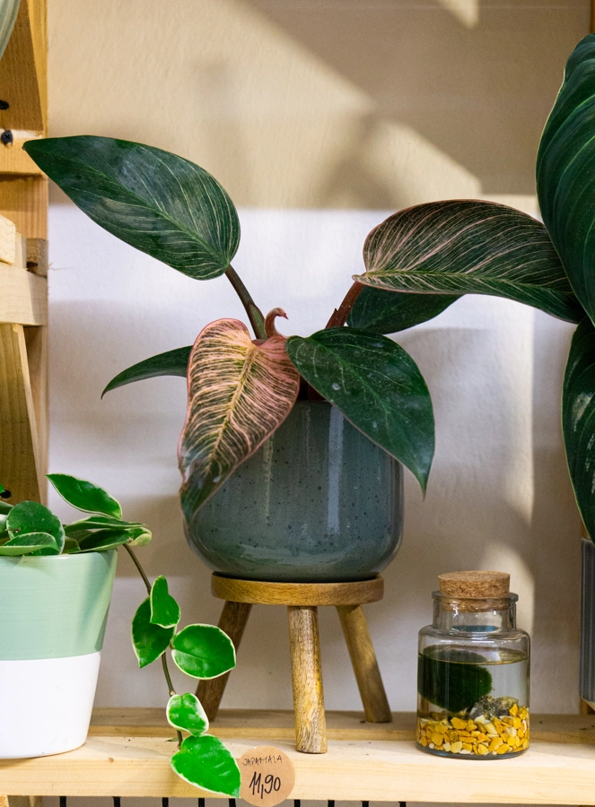 Philodendron Pink Bikini / Birkin EXTRA PINK