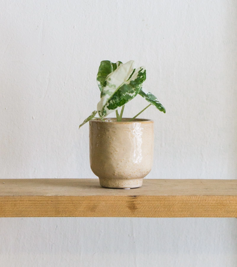 Baby Alocasia Micholitziana Frydek (Zachran ma) variegata (silna fullmoon variegacia)
