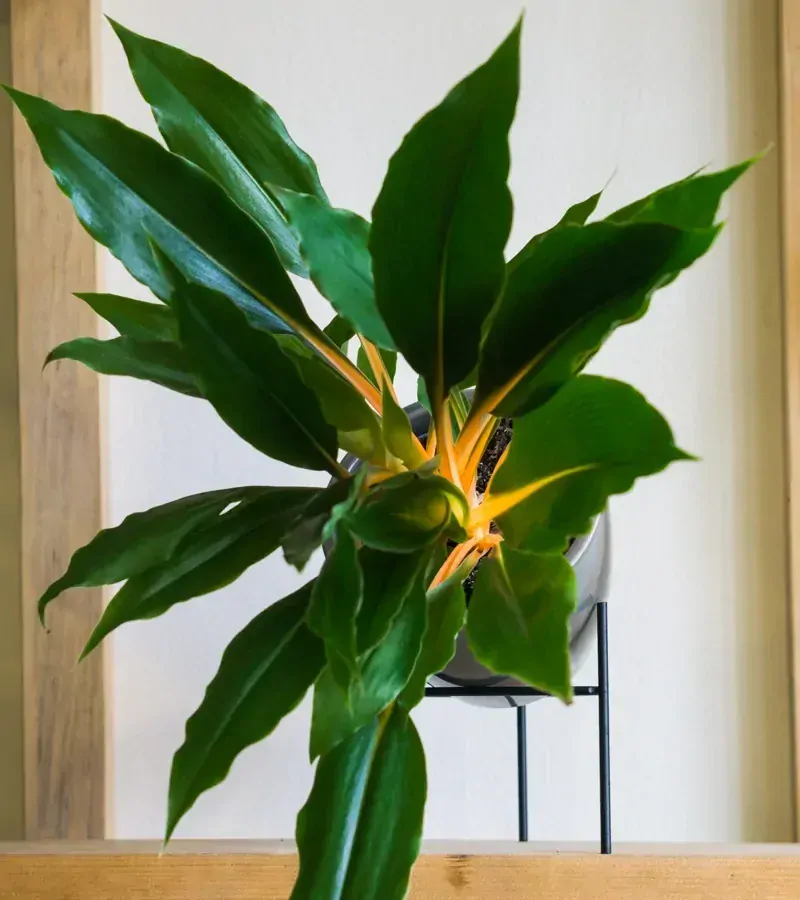 Chlorophytum orchidastrum Green Orange