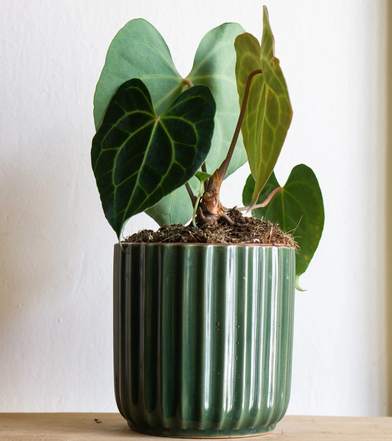 Anthurium Clarinervium (Zachran ma)