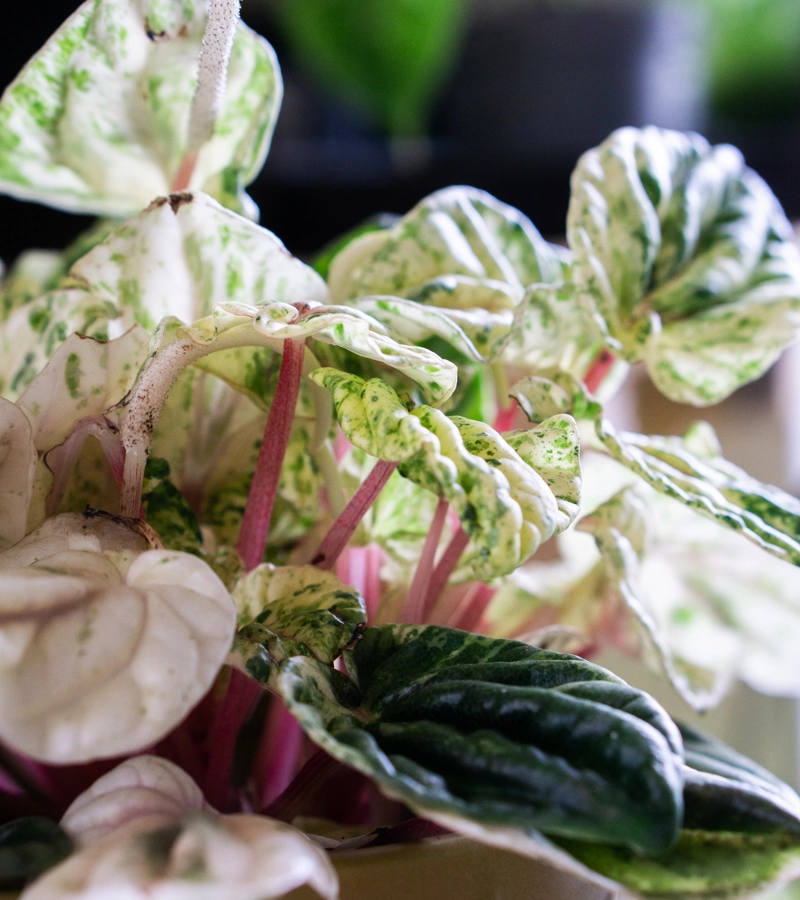 Peperomia buenos aires (Zachran ma)