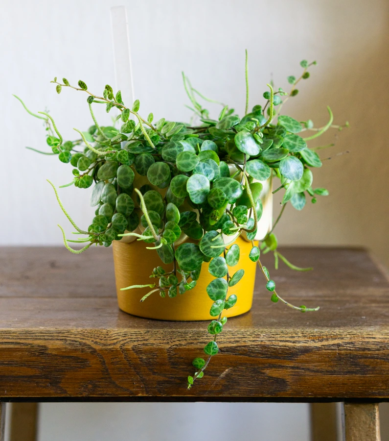 Peperomia Prostrata (Zachran ma)