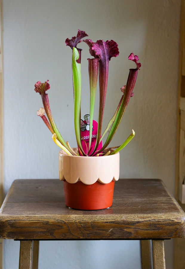 Keramicky kvetinac "Zmrzlinka"